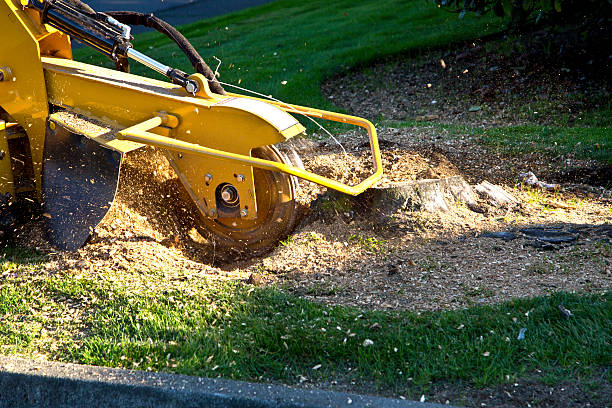 Best Sod Installation  in Augusta, WI
