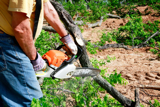 Seasonal Cleanup (Spring/Fall) in Augusta, WI